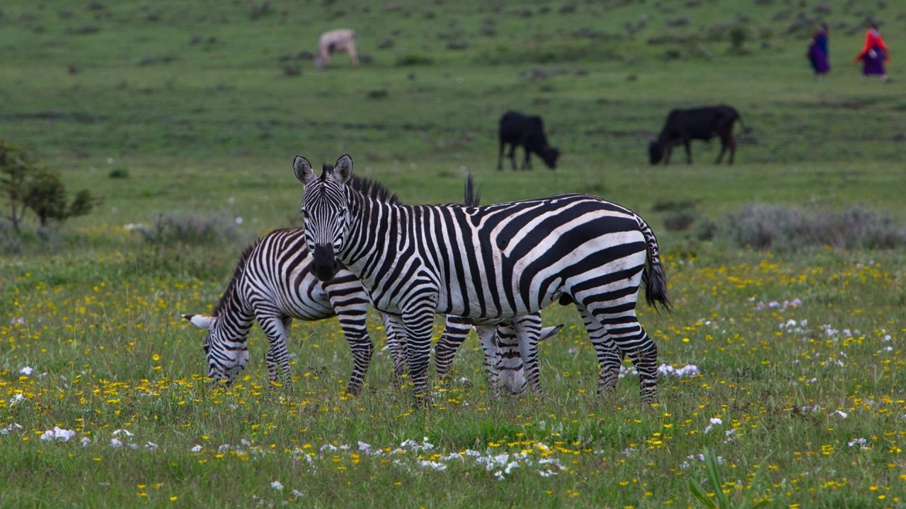 Game Drives