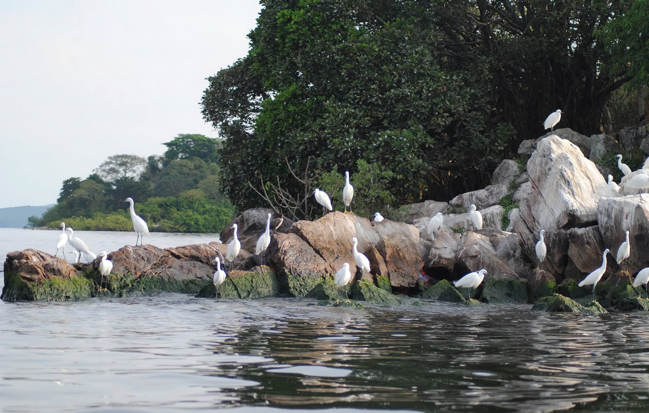 Rubondo Island