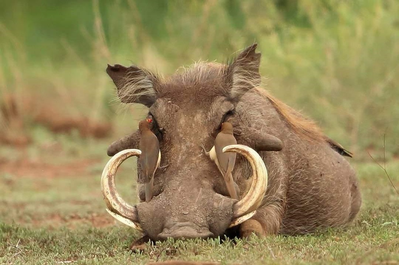 Whispers of the Wild A Journey Through Tanzania’s Soul