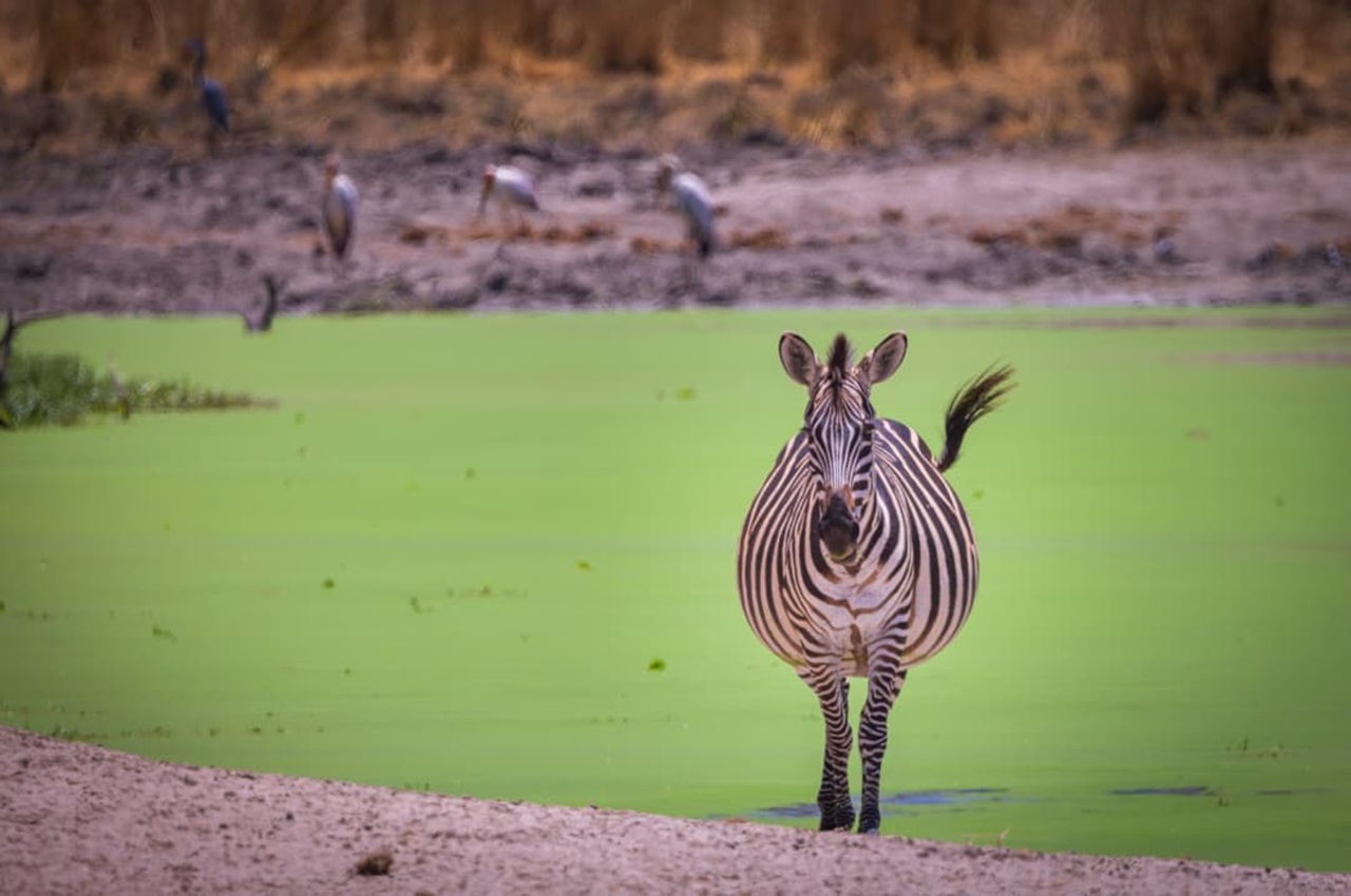 Wild Beginning: A Safari into the Season of Birth