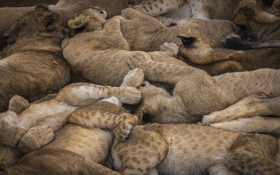 Orok Travels Tanzania